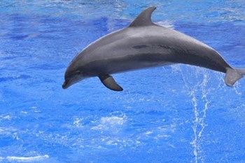 Dolphin and Ocean photo